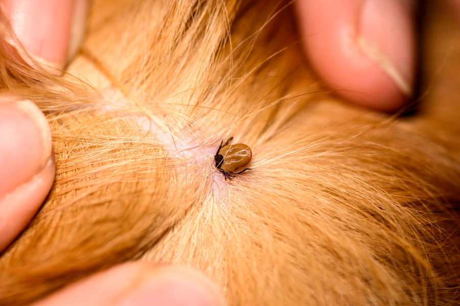 Keeping Your Pet Safe: A Guide to Flea and Tick Prevention