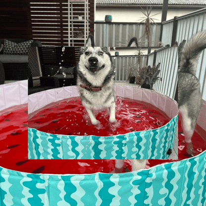 Charlie's Portable Pet Pool Watermelon