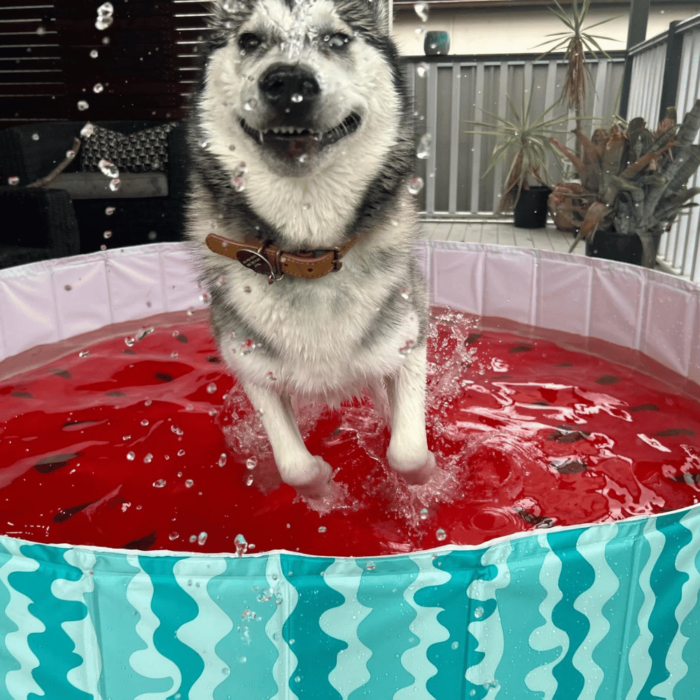 Charlie's Portable Pet Pool Watermelon