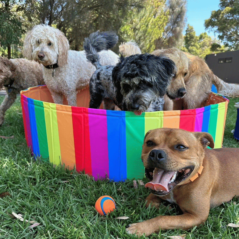 Charlie's Portable Pet Pool Rainbow Pride