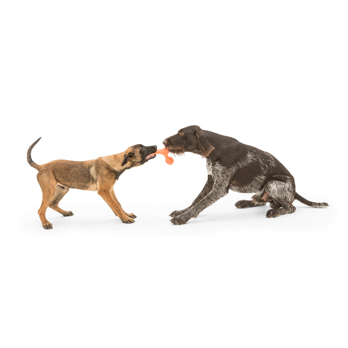 West Paw Skamp Flyer-Inspired Fetch Dog Toy