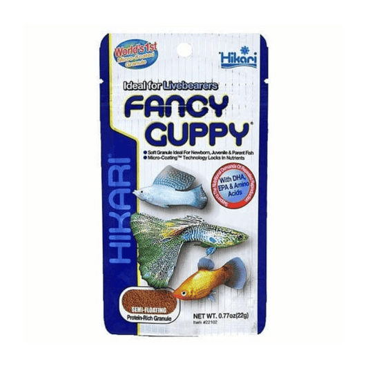 Hikari Fancy Guppy - Little Pet World