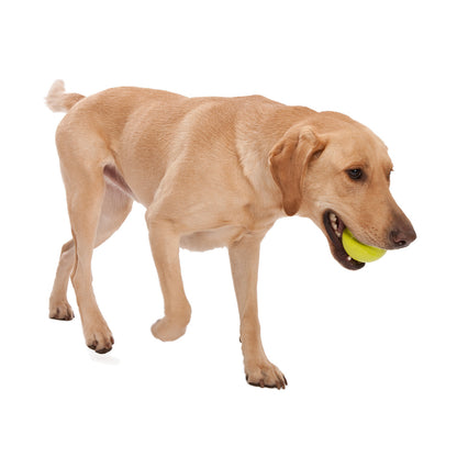 West Paw Jive Zogoflex Fetch Ball Tough Dog Toy