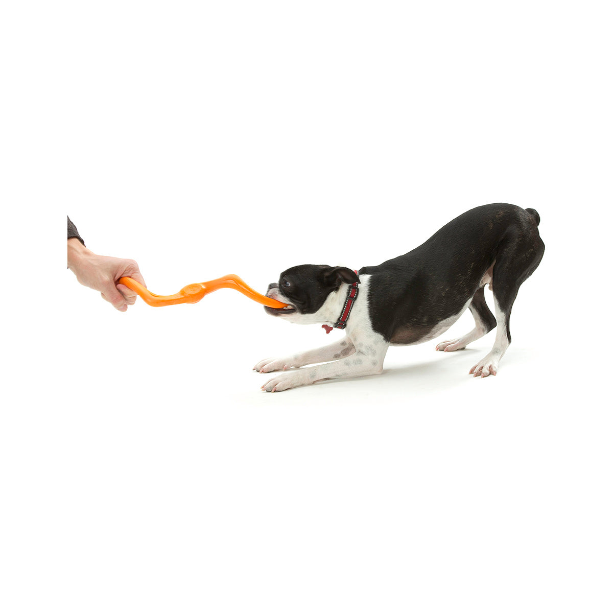 West Paw Bumi Tug & Fetch Zogoflex Dog Toy