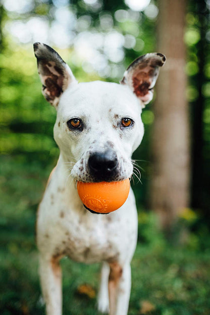 Planet Dog Orbee Tuff Fresh Breath Squeaker Fetch Ball for Dogs