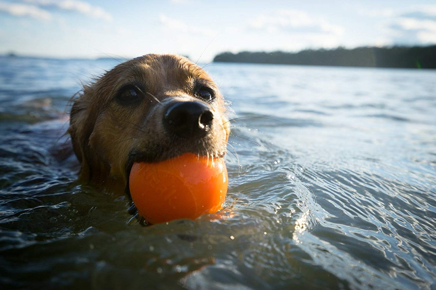 Planet Dog Orbee Tuff Fresh Breath Squeaker Fetch Ball for Dogs