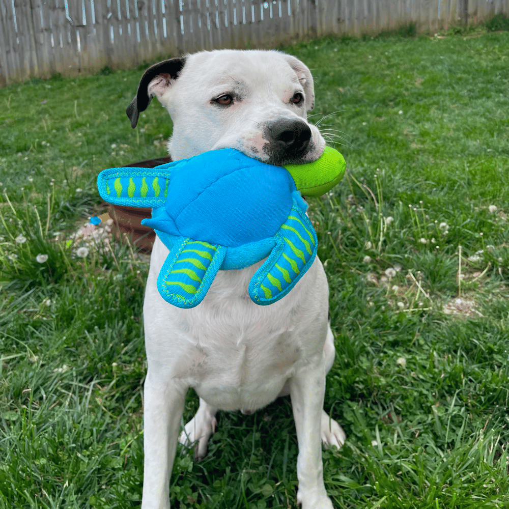 Spunky Pup Clean Earth